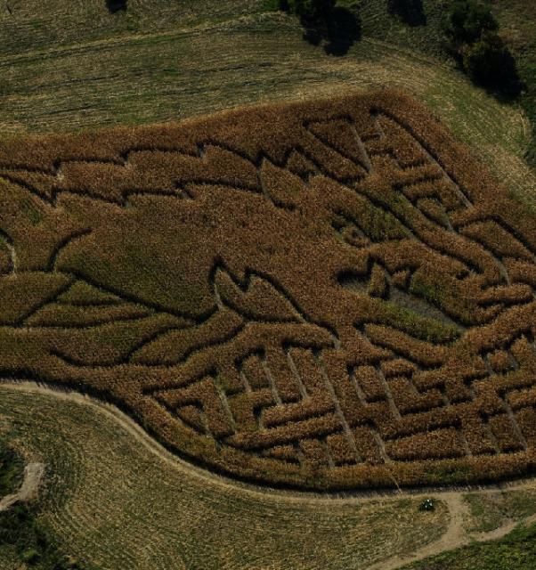 Ozark Corn Maze