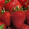 strawberries2